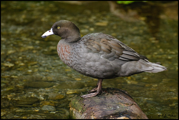 Blue Duck, New Zealand