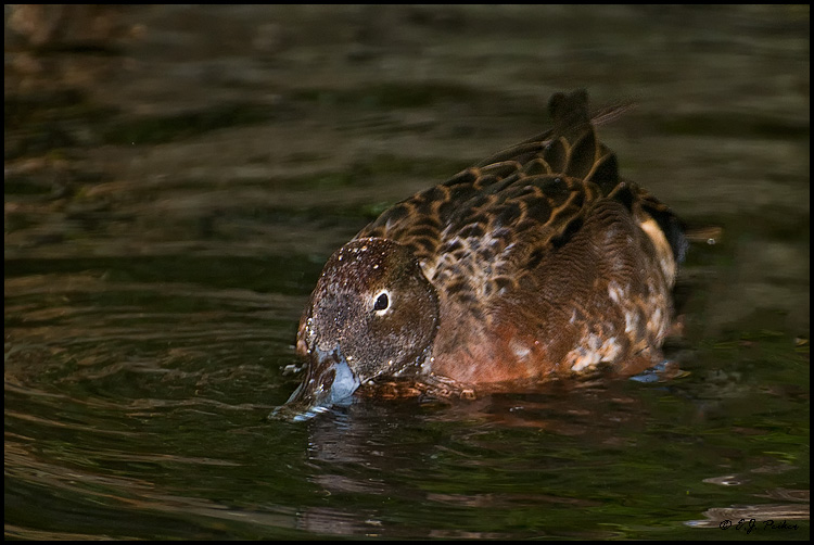 Brown Teal, New Zealand