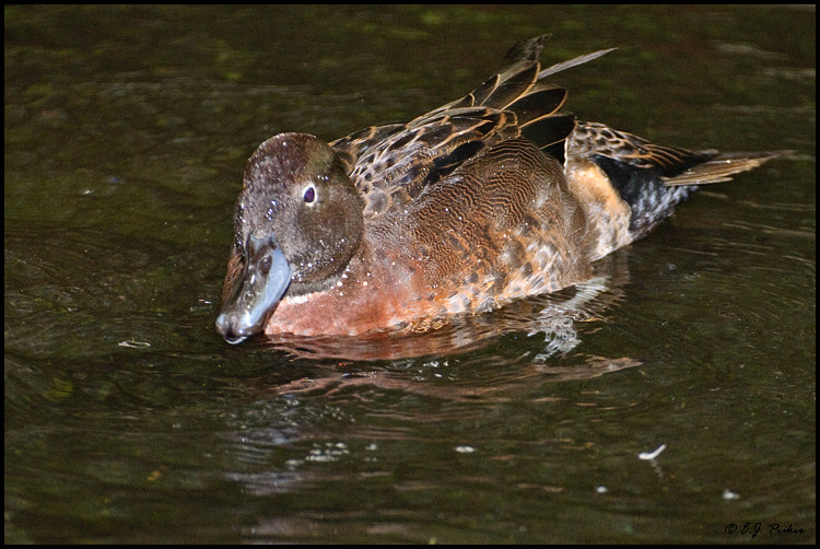 Brown Teal, New Zealand