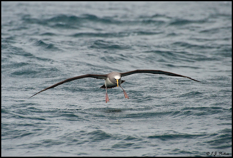 Buller's Albatross (Mollymawk), New Zealand