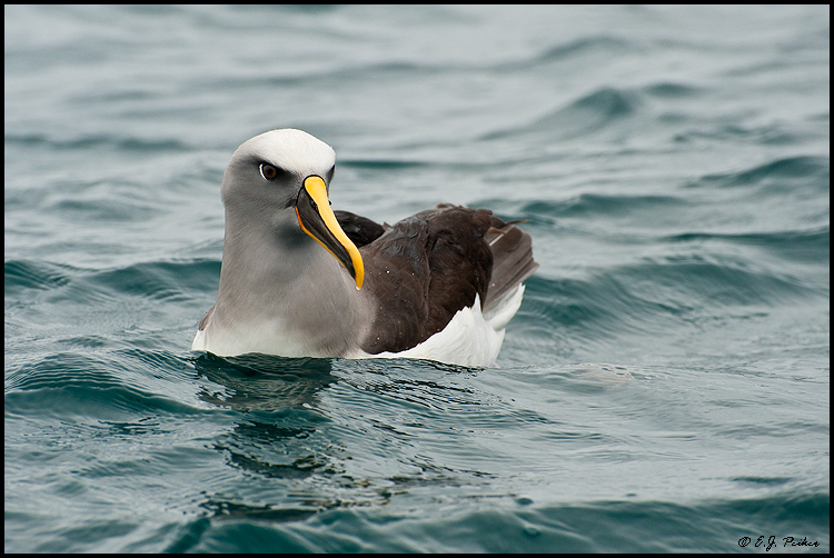 Buller's Albatross (Mollymawk), New Zealand