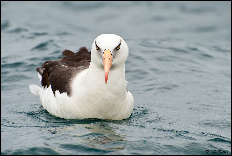 Campbell Island (Black-browed) Albatross (Mollymawk), New Zealand