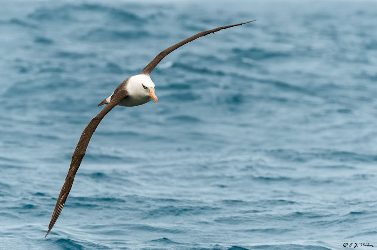 Campbell Island (Black-browed) Albatross (Mollymawk), New Zealand