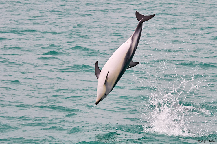 Dusky Dolphin, New Zealand