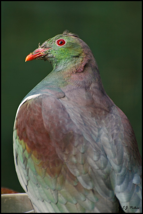 New Zealand Pigeon, New Zealand