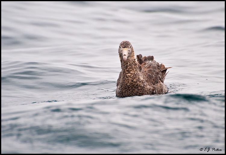 Northern Giant Petrel, New Zealand