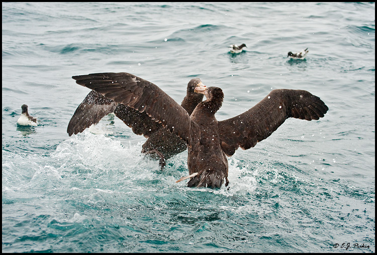 Northern Giant Petrel, New Zealand