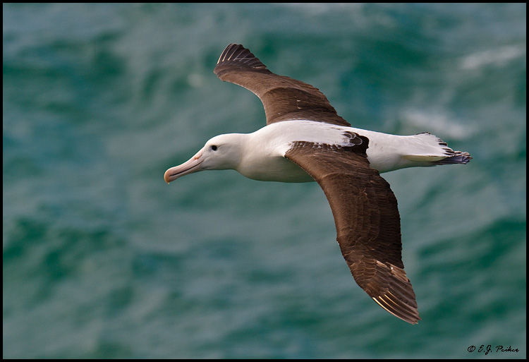 Northern Royal Albatross, New Zealand