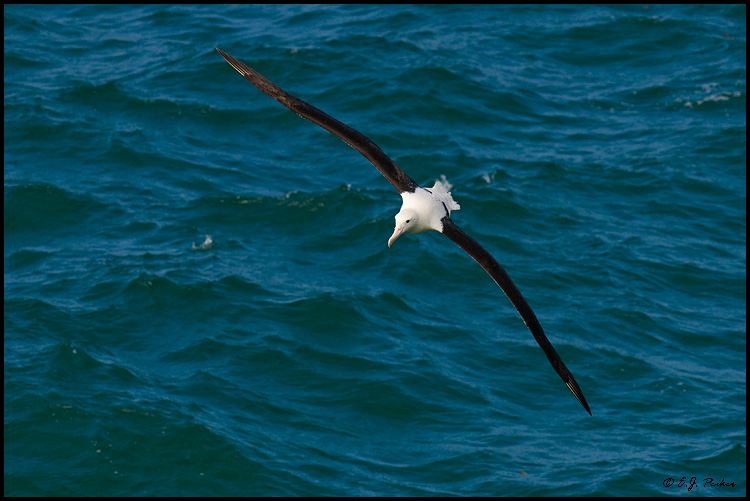 Northern Royal Albatross, New Zealand