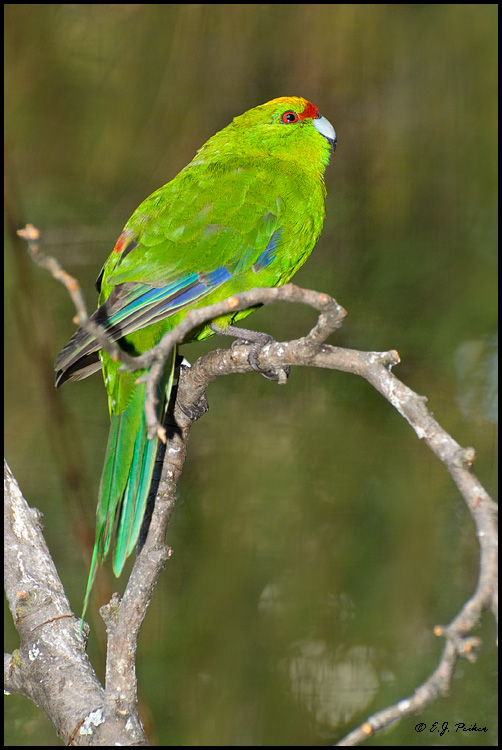 Red-crowned Parakeet, New Zealand
