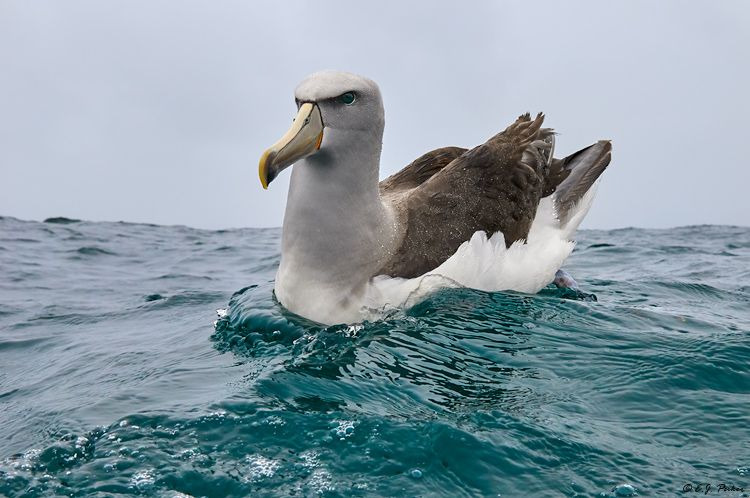 Salvin's Albatross (Shy Mollymawk), New Zealand