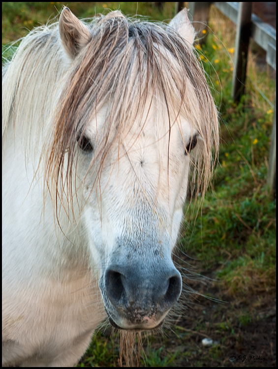 Shetland Pony, New Zealand