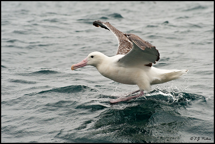 Southern Royal Albatross, New Zealand