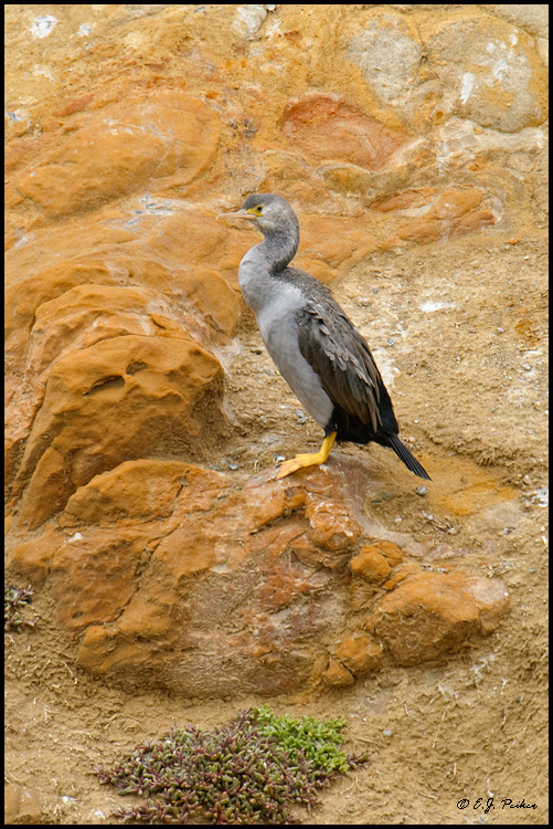 Spotted Cormorant, New Zealand