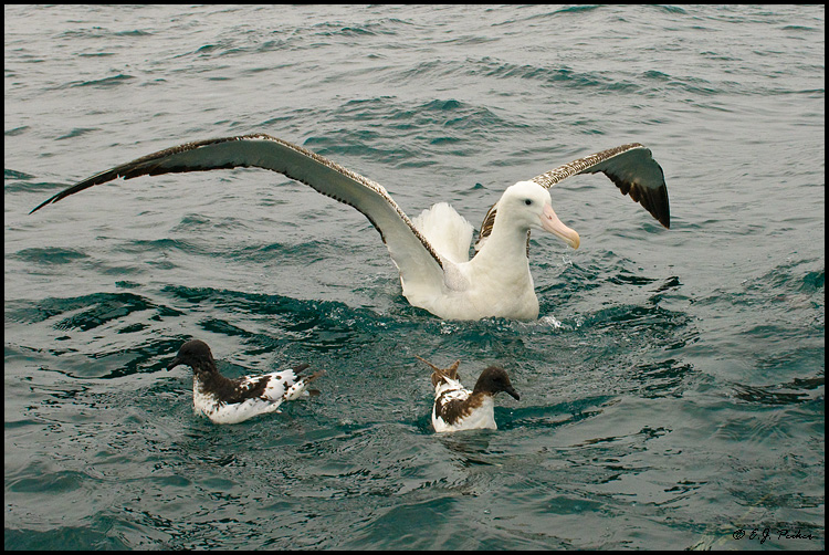 Wandering Albatross, New Zealand