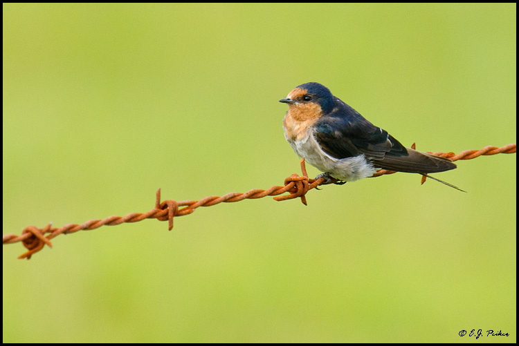 Welcome Swallow, New Zealand