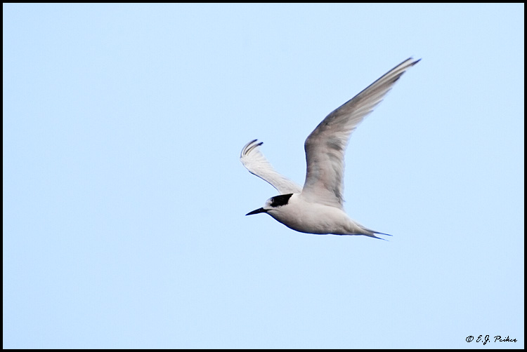 White-fronted Tern, New Zealand