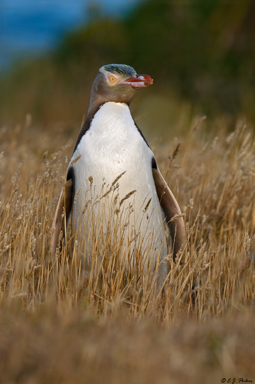 Yellow-eyed Penguin, New Zealand