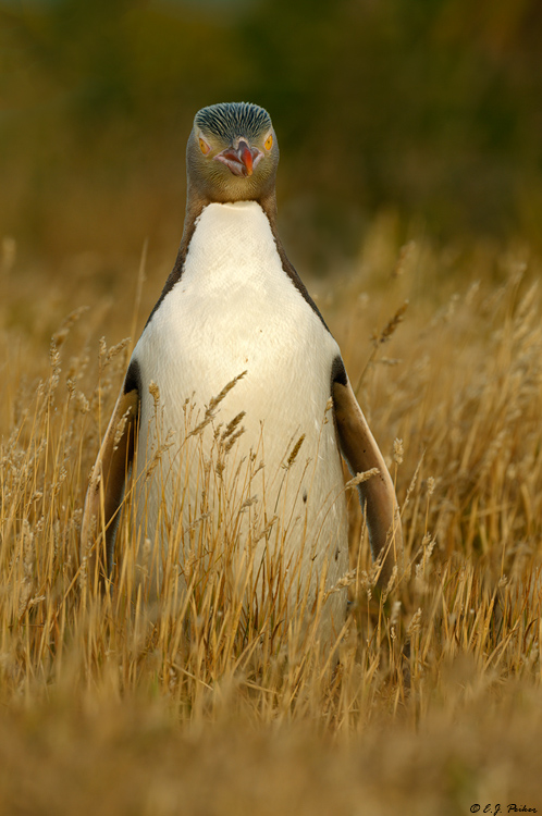 Yellow-eyed Penguin, New Zealand