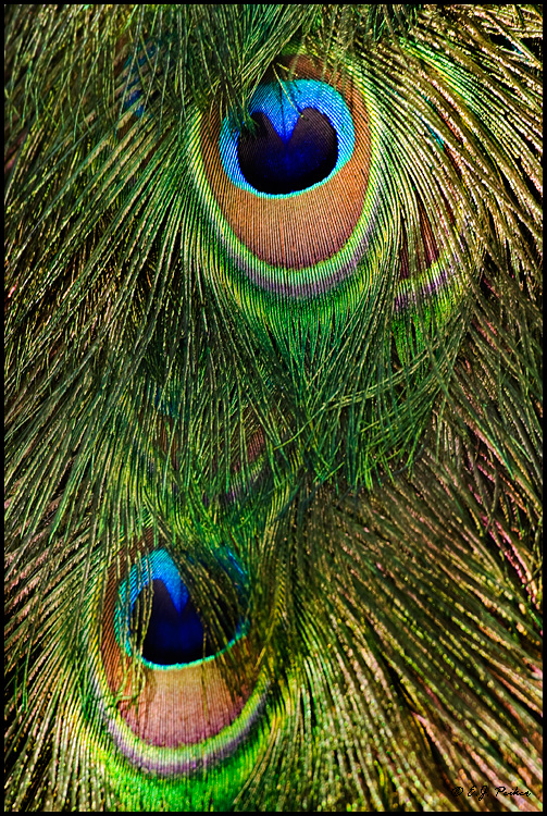 Common Peafowl