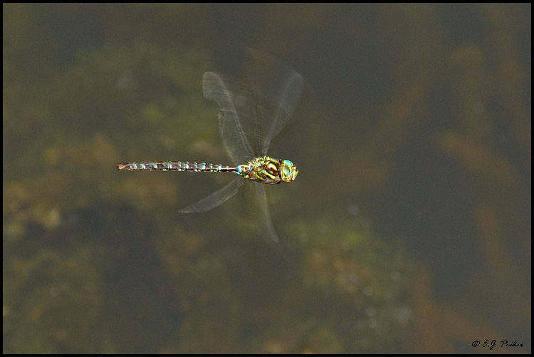 Dragonfly, Mansfield, OH