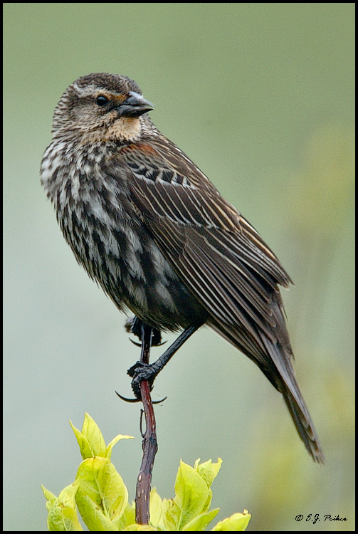 Red-winged Blackbird, Oregon, OH