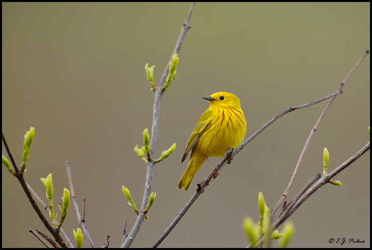 Yellow Warbler, Magee Marsh, OH