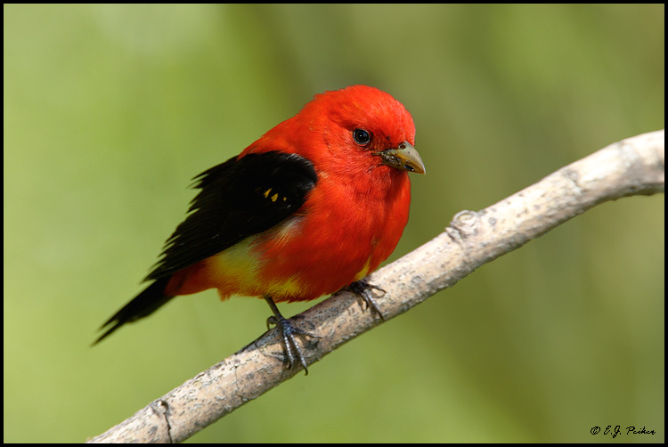 Scarlet Tanager, Point Pelee, ON