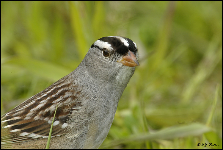 White-crowned Sparrow, Pt. Pelee, ON