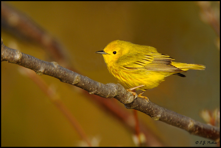 Yellow Warbler, Point Pelee, ON