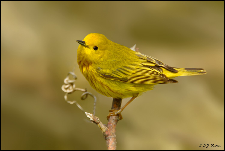 Yellow Warbler, Point Pelee, ON
