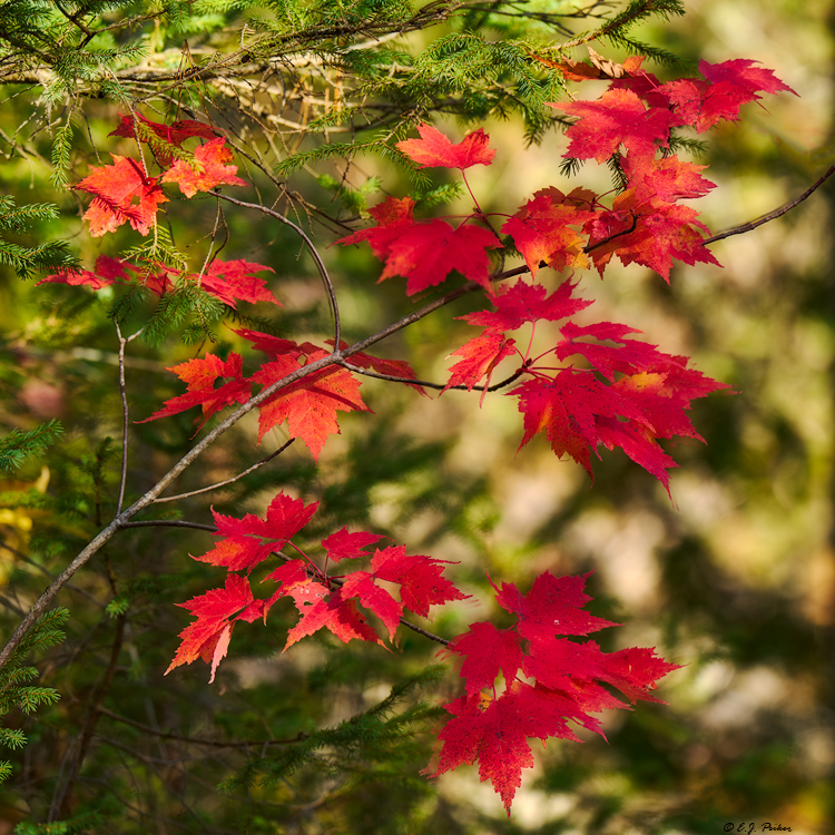 Lake Superior Provincial Park, Ontario