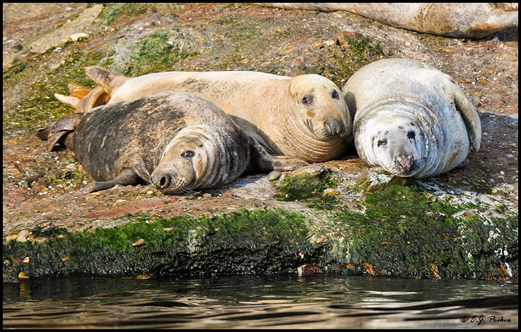 Gray Seal, Ile Bonaventure, Quebec