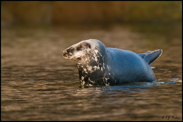 Gray Seal, Ile Bonaventure, Quebec