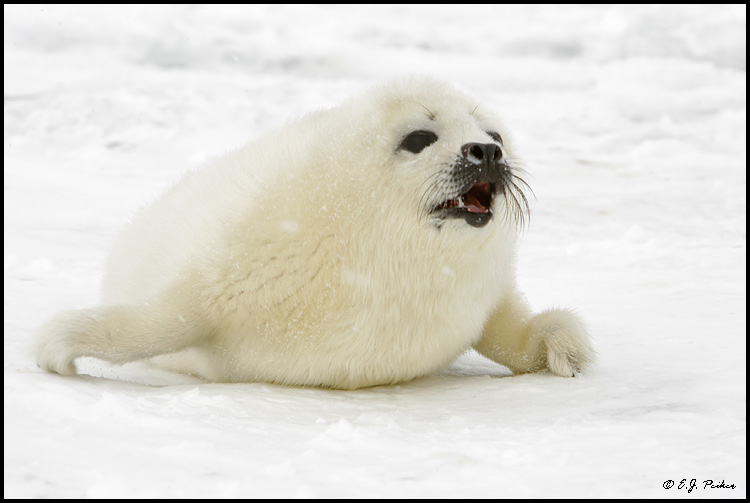 Harp Seal, Gulf of St Lawrence, QB