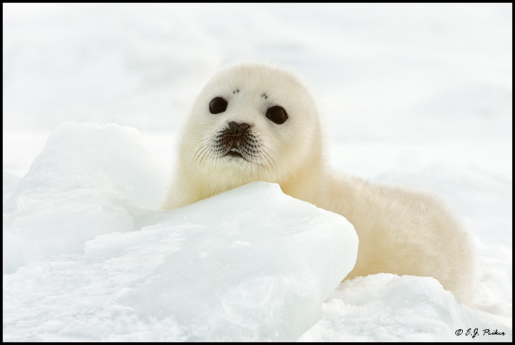 Harp Seal, Gulf of St Lawrence, QB