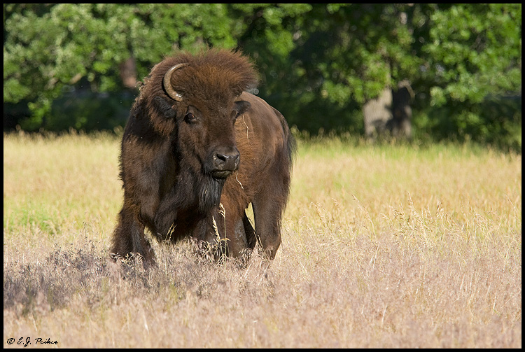 American Bison, Custer State Park, SD