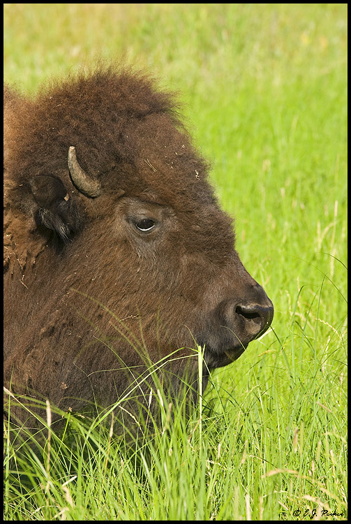 American Bison, Custer State Park, SD