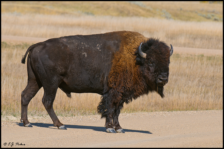 American Bison, Badlands NP, SD