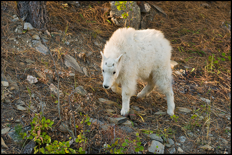 Mountain Goat, Mout Rushmore, SD