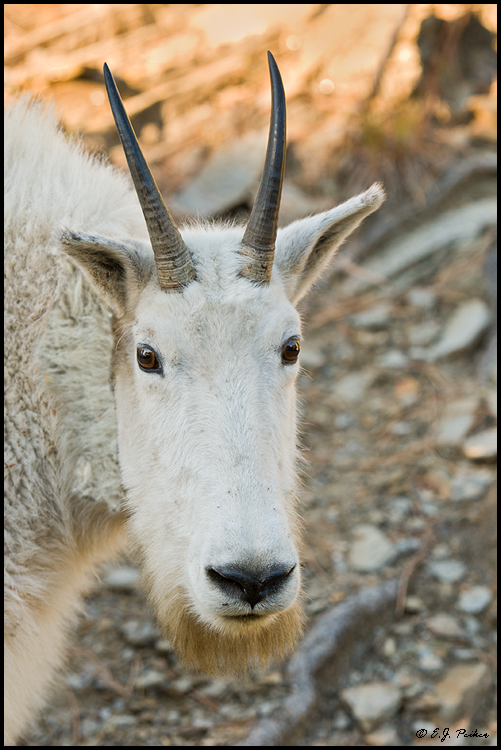 Mountain Goat, Mout Rushmore, SD
