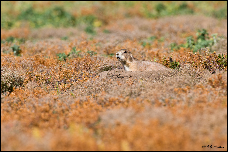 Black-tailed Prairie Dog, Wind Cave NP, SD