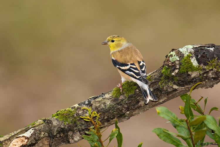 American Goldfinch, Spring, TX