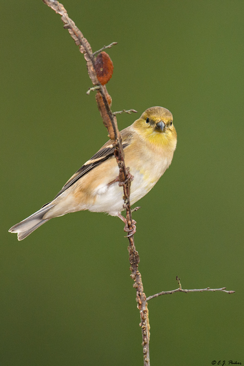 American Goldfinch, Spring, TX