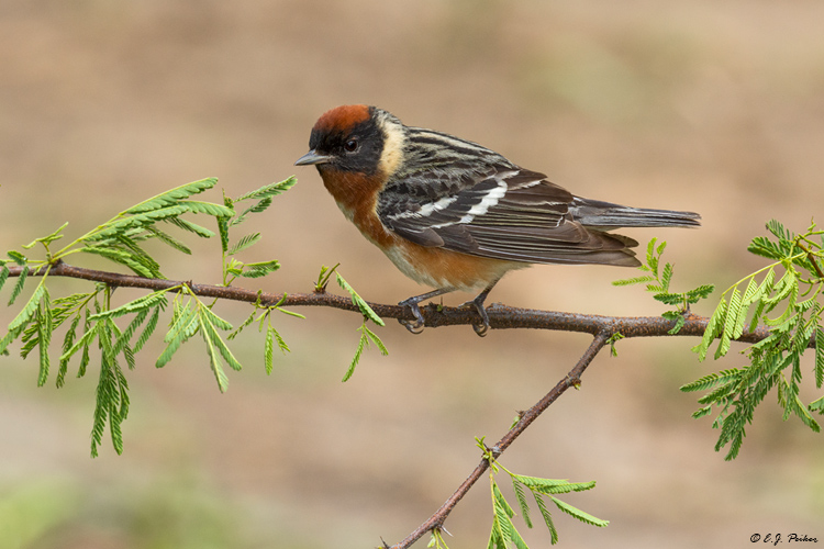 Bay-breasted Warbler, Galveston, TX