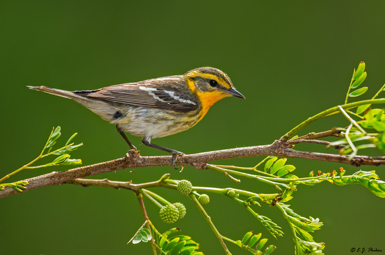 Blackburnian Warbler, Galveston, TX