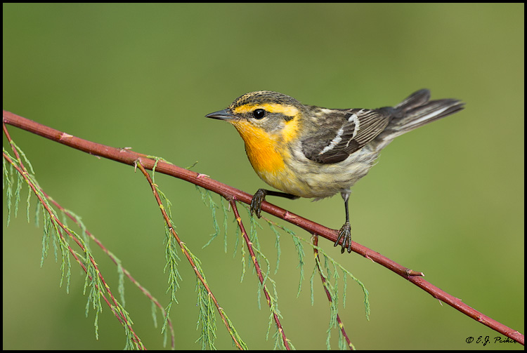 Blackburnian Warbler, Galveston, TX
