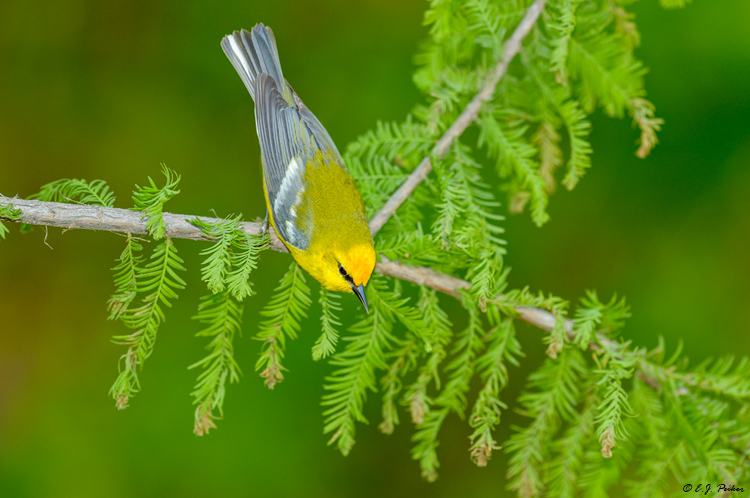 Blue-winged Warbler, Galveston, TX