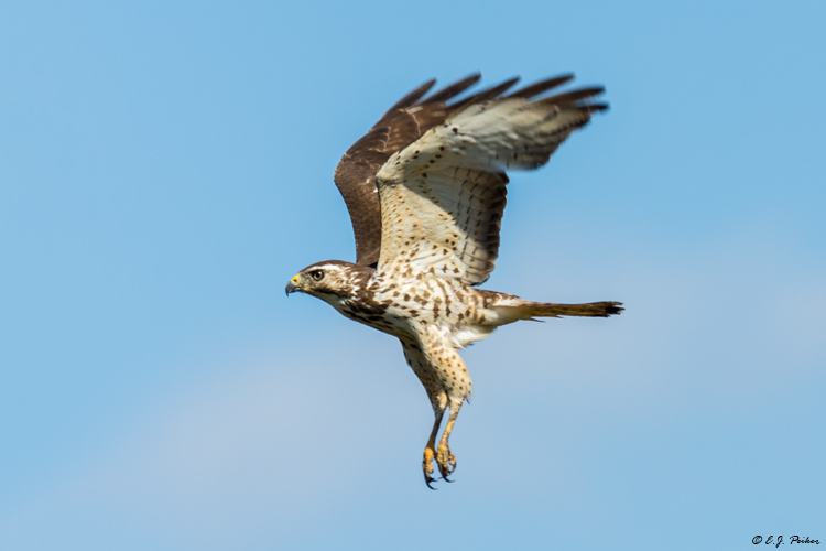 Broad-winged Hawk, Galveston, TX