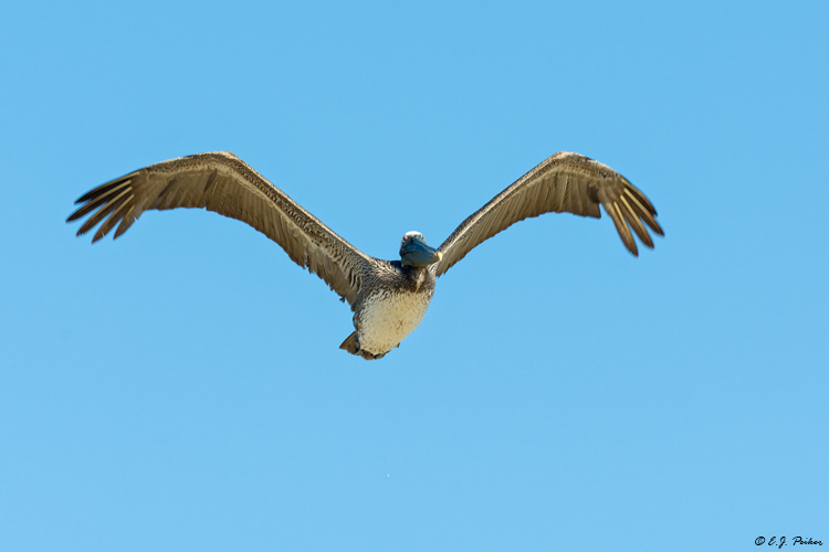 Brown Pelican, Follets Island, TX